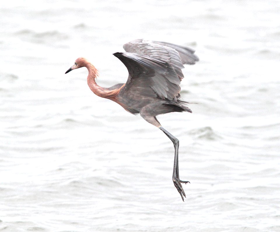 191 - REDDISH EGRET (2-29-12) s padre island birding center, tx  (3)