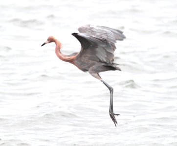 191 - REDDISH EGRET (2-29-12) s padre island birding center, tx  (3)