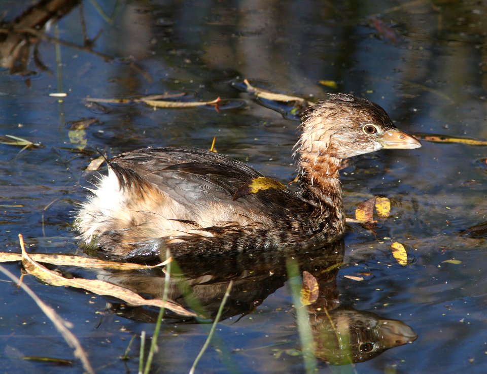 096 - PIED-BILLED GREBE (11-18-10) east end, patagonia lake, scc, az