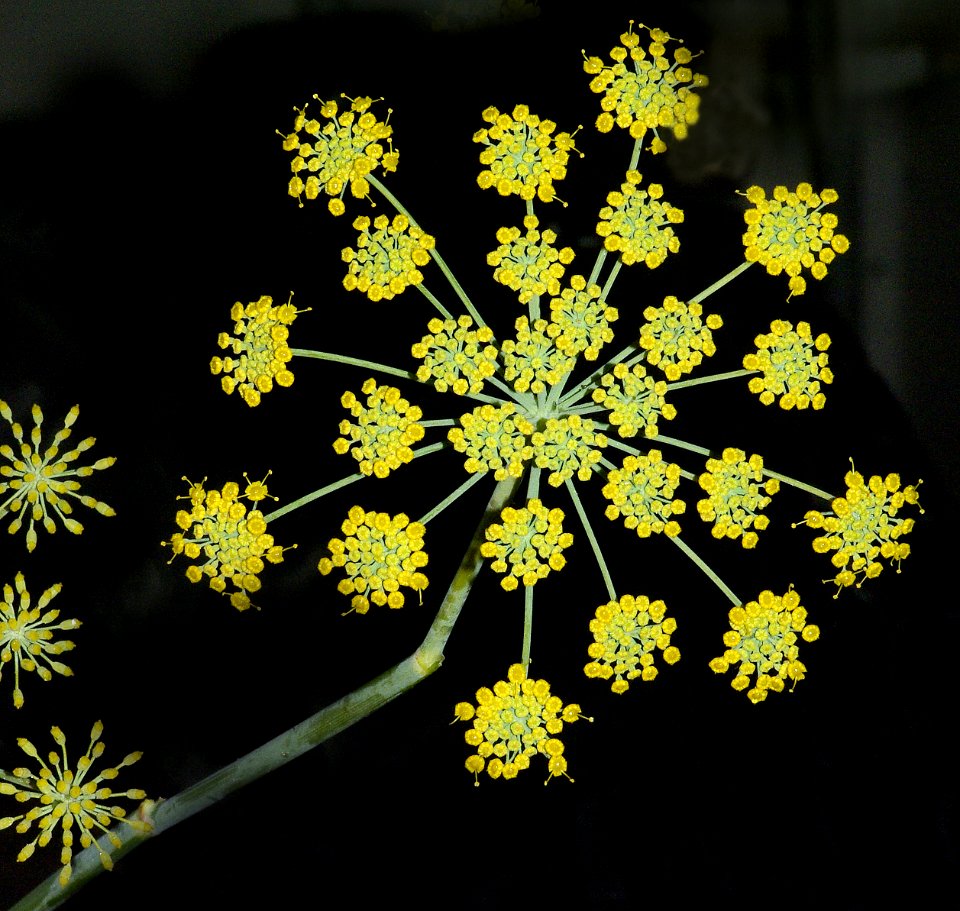 SWEET FENNEL (foeniculum vulgare) (8-19-07) canet -06