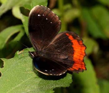 SATYR, RED-BORDERED (Gyocheilus patrobas) (9-6-13) sawmill cyn, huachuca mts, cochise co, az -01