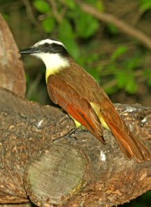 596 - GREAT KISKADEE (4-24-2019) quinta matzatlan, hidalgo co, tx -01