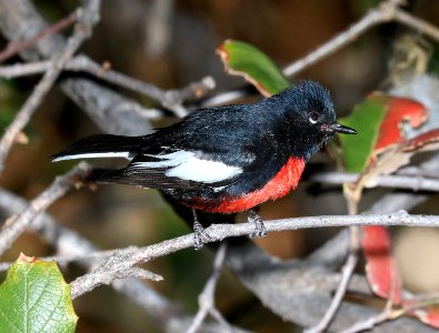 850 - PAINTED REDSTART (5-13-2016) ramsey canyon, huachuca mts, cochise co, az -01