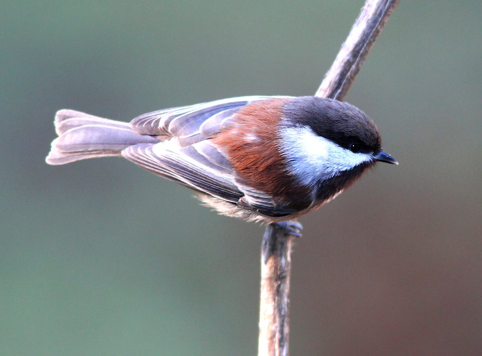 675 - CHESTNUT-BACKED CHICKADEE (12-27-11) boulder creek, santa cruz co, ca  (3)