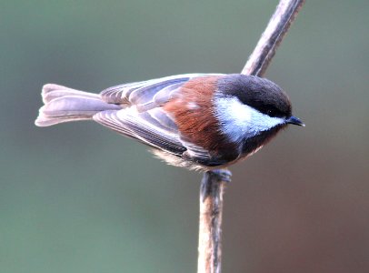 675 - CHESTNUT-BACKED CHICKADEE (12-27-11) boulder creek, santa cruz co, ca  (3)