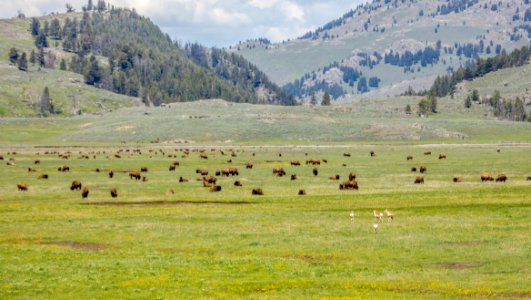 Bison and pronghorn in Lamar Valley photo