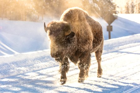 Frosty bison on a cold morning photo