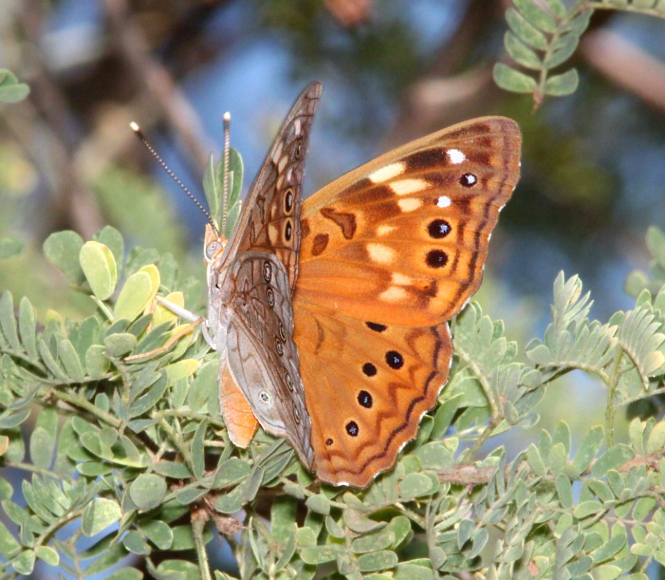 EMPEROR, HACKBERRY (Asterocampa celtis) (8-23-10) sonoita creek, patagonia, scc, az -01