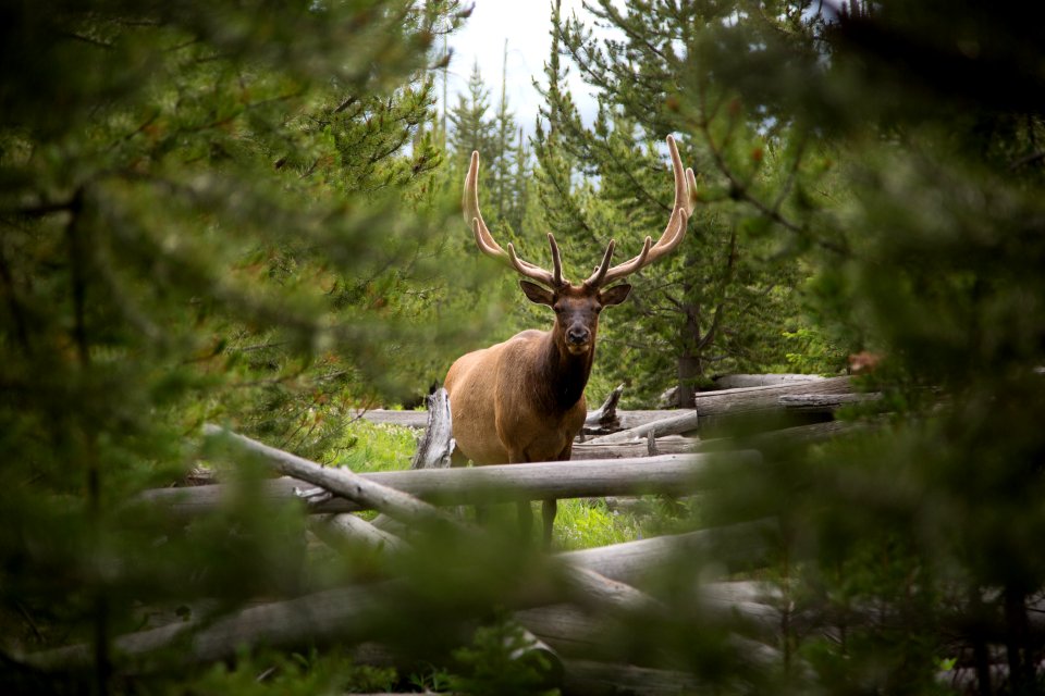 Bull elk, Sepulcher Mountain Trail