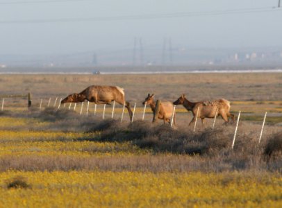 ELK, TULE (cervus elaphus) (4-1-09) carrizo plain nat mon, slo co, ca -04