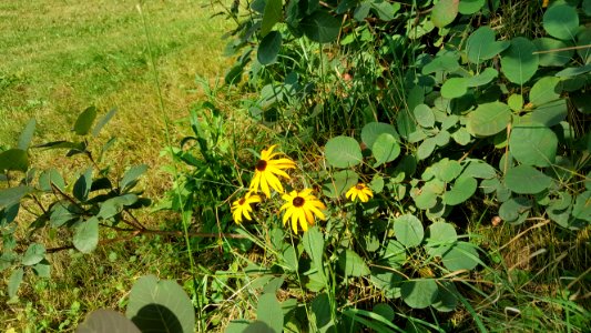 Yellow Flower 3