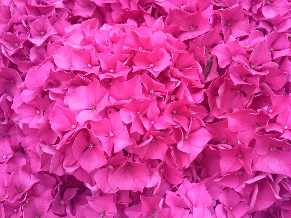 Pink color frenzy nature