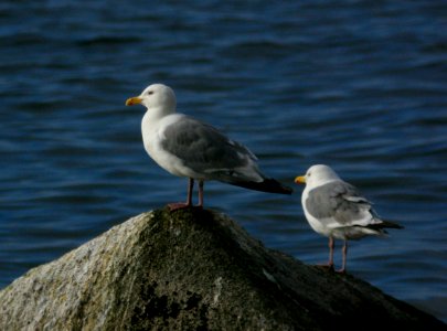 GULL, VEGA (9-5-08) Gambell, Ak -01
