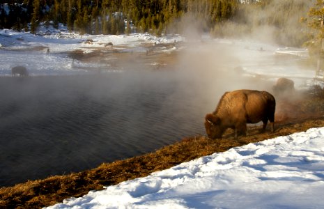 Bison at Terrace Spring photo