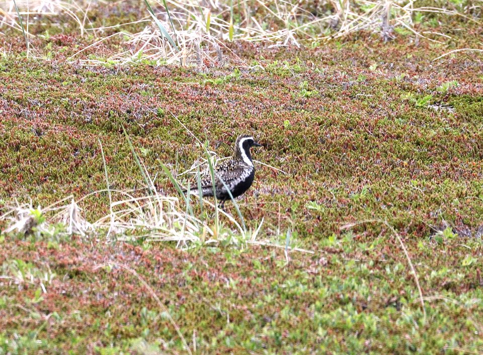 257 - PACIFIC GOLDEN PLOVER (6-8-2016) council rd, nome, alaska -01