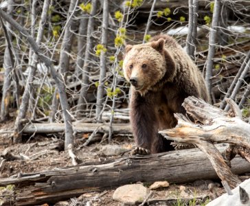 Grizzly bear near Frying Pan Spring photo