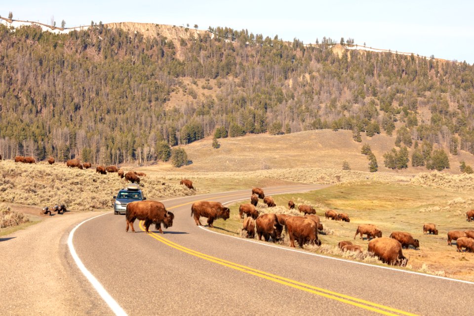 A group of bison cross the road near Specimen Ridge