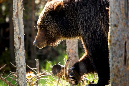 Grizzly near Swan Lake photo