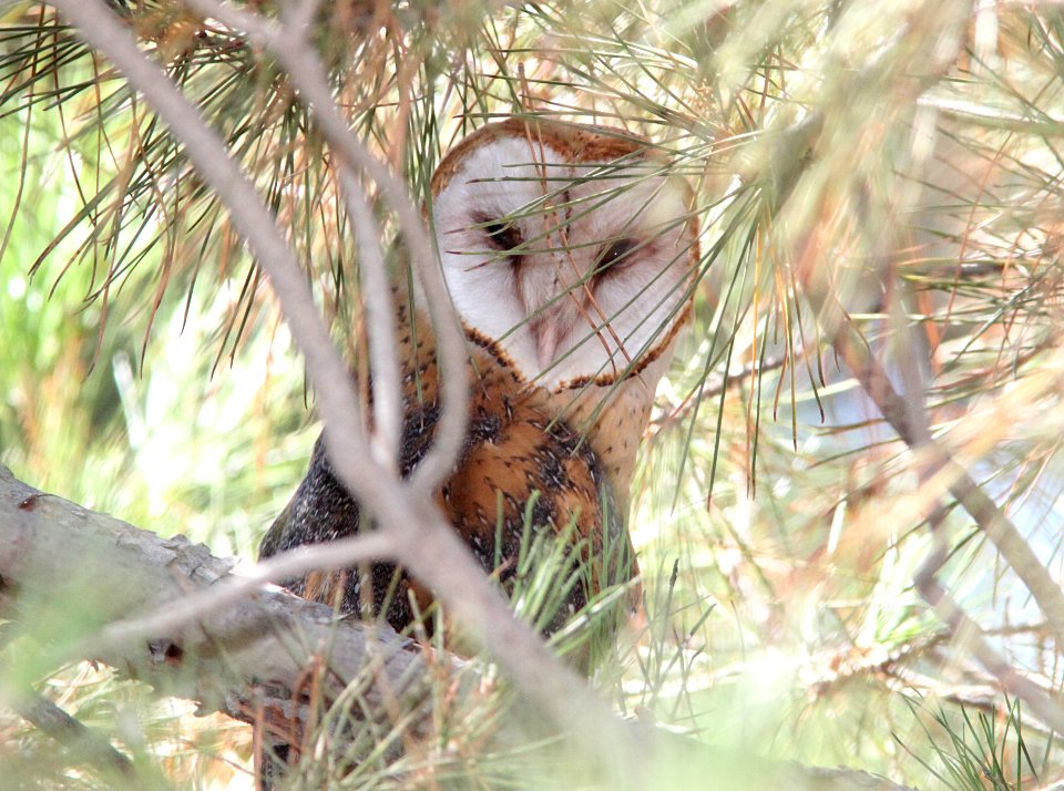 OWL, BARN (9-1-09) mu ranch, carrizo, slo co, ca -02