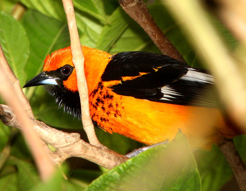 948 - SPOT-BREASTED ORIOLE (3-2-13) miami, dade co, fl  (1)