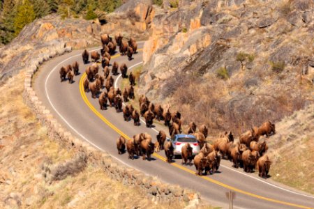 A group of bison surround a car as they walk along the road towards Lamar Valley photo