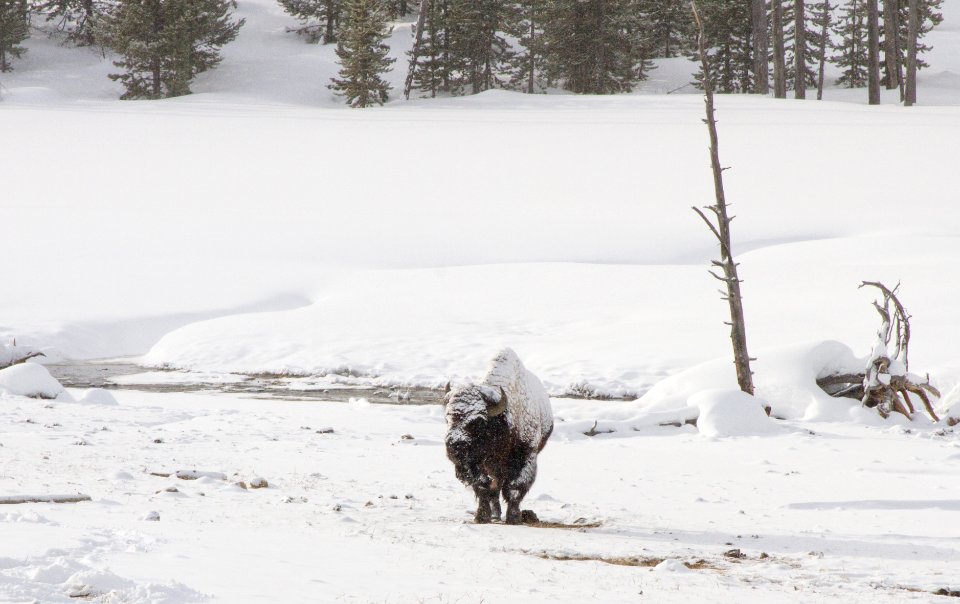 Bison along Obsidian Creek