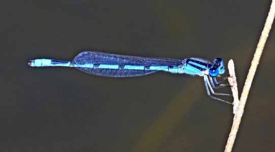 BLUET, FAMILIAR (Enallagma civile)  (10-20-2020) 3400 ft, edwards county, texas -01 male