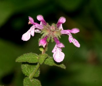 NETTLE, HEDGE (stachys bullata) (9-5-07) coon creek -1