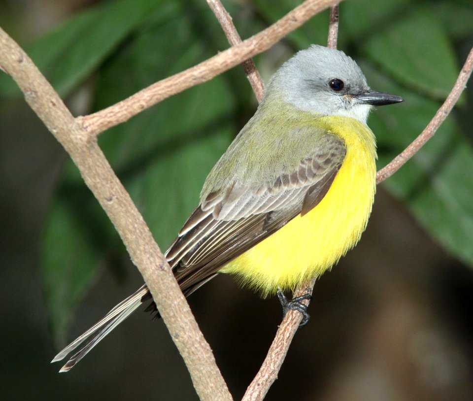 603 - COUCH'S KINGBIRD (2-1-10) estero llano grande, weslaco, tx  (3)