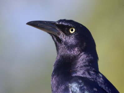 939 - GREAT-TAILED GRACKLE (1-7-09) san isabel, tx  (1)