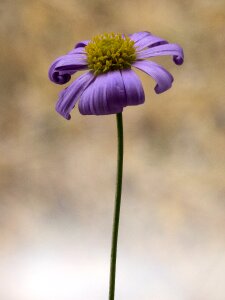 Macro violet spring photo