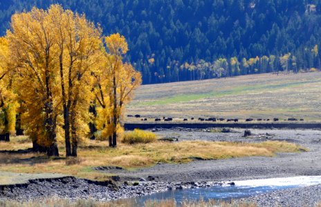 Cottonwoods and bison along the Lamar River