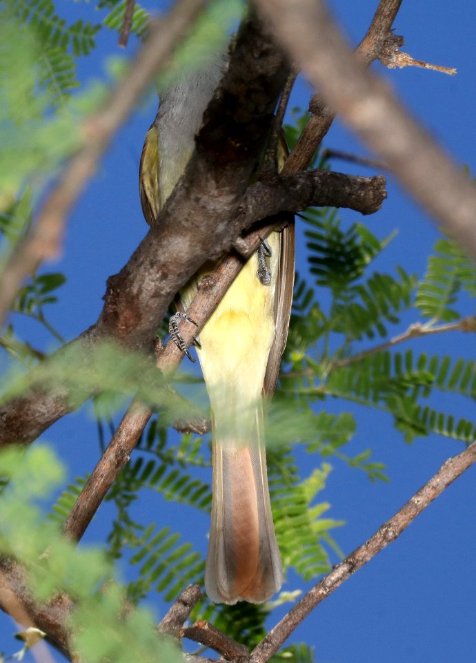 594 - BROWN-GRESTED FLYCATCHER (5-2-2017) patagonia lake, santa cruz co, az -01