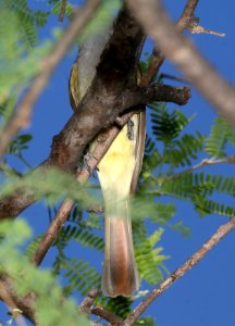 594 - BROWN-GRESTED FLYCATCHER (5-2-2017) patagonia lake, santa cruz co, az -01