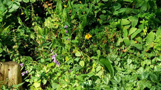 Yellow and Purple Flowers 1