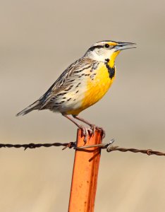 932 - LILIAN'S EASTERN MEADOWLARK (4-15-2015) san rafael grasslands, santa cruz co, az -05