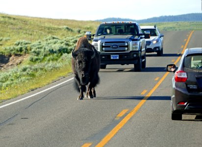 Bison walking on the road in Hayden Valley
