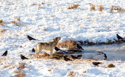 Wolves at Blacktail Pond