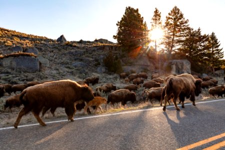 A group of bison walks along the road towards Lamar Valley photo