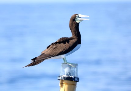 BROWN BOOBY (9-15-2017) kona pelagic trip, kona, hawai'i co, hawaii -01