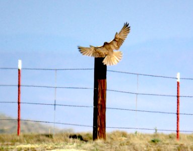 556 - PRAIRIE FALCON (3-30-07) carrizo plain, sloco, ca  (3)