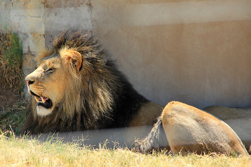 Africa big cat foot