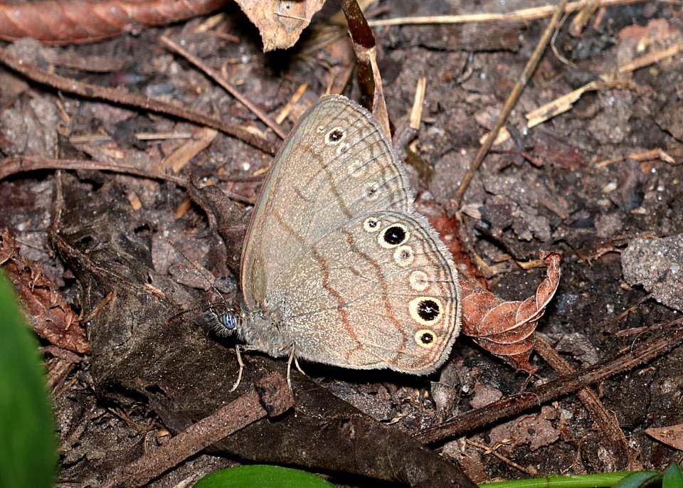 SATYR, CAROLINA (Hermeuptychia sosybius) (6-16-2017) penny's bend, durham co, nc -01