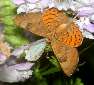 METALMARK, ZELA (Emesis zela) (8-8-11) madera canyon, scc, az -01