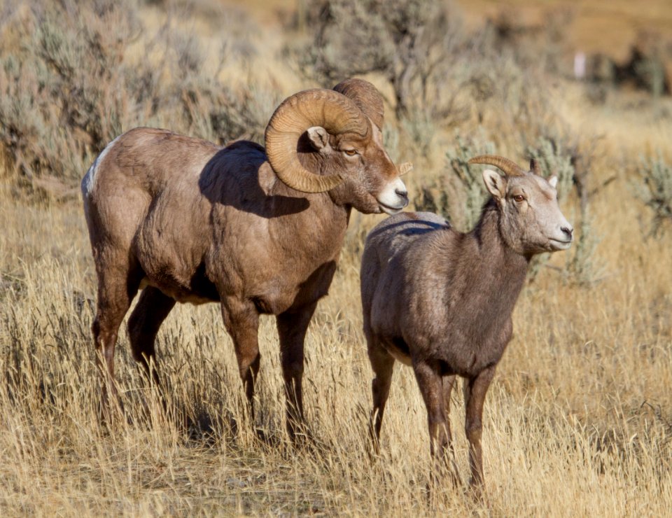 Ram and ewe bighorn sheep