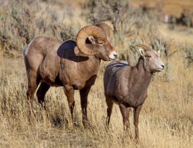Ram and ewe bighorn sheep photo