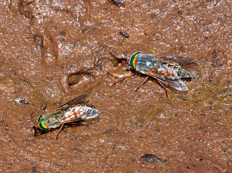 FLY. sp (6-18-2020) 7900 ft, hall's tank #3, greene's mt area, apache co, az -03
