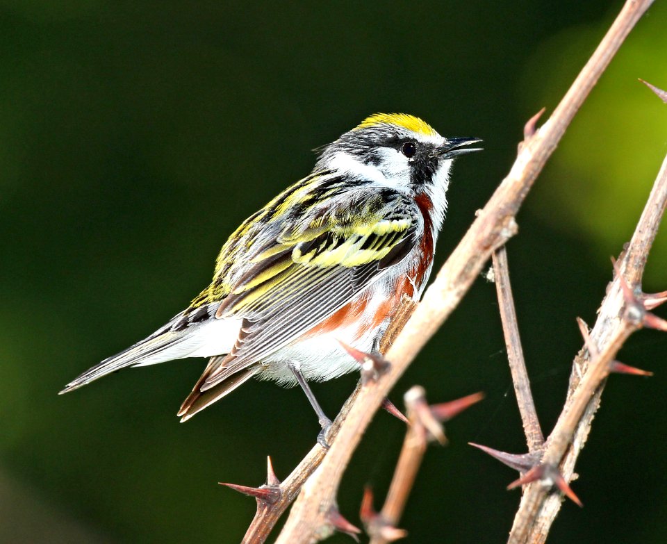 830 - CHESTNUT-SIDED WARBLER  (5-23-2015) worcester co, ma -01