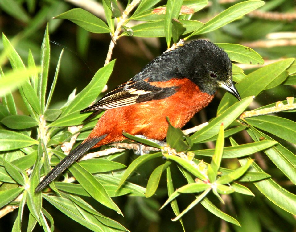 944 - ORCHARD ORIOLE (4-20-12) south padre island convention center, tx  (1)