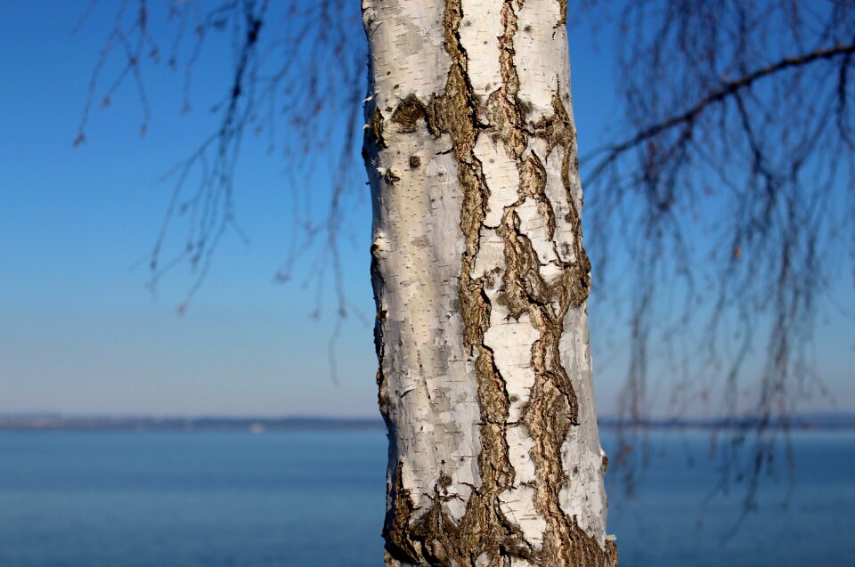 Detail aesthetic branches